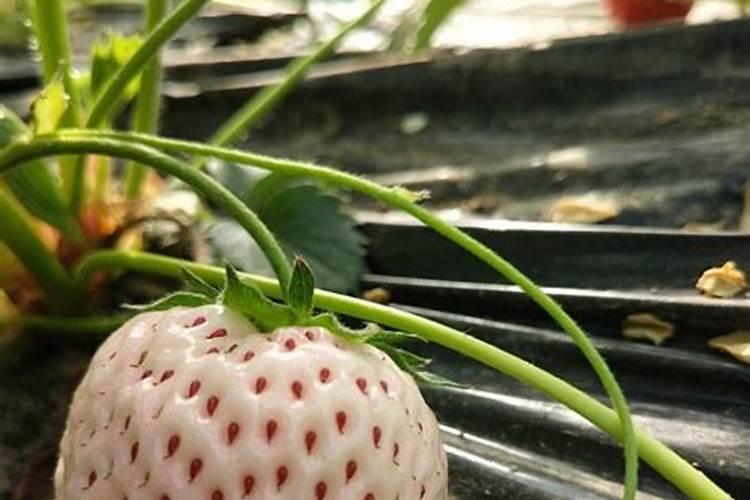 怎么让草莓的果实膨大？想要草莓高产应该怎么做？