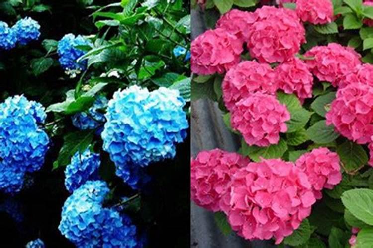 对八仙花怎样进行栽培和管理？