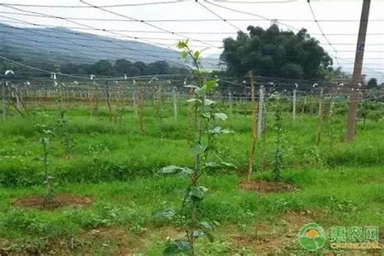 百香果开花期施肥技巧