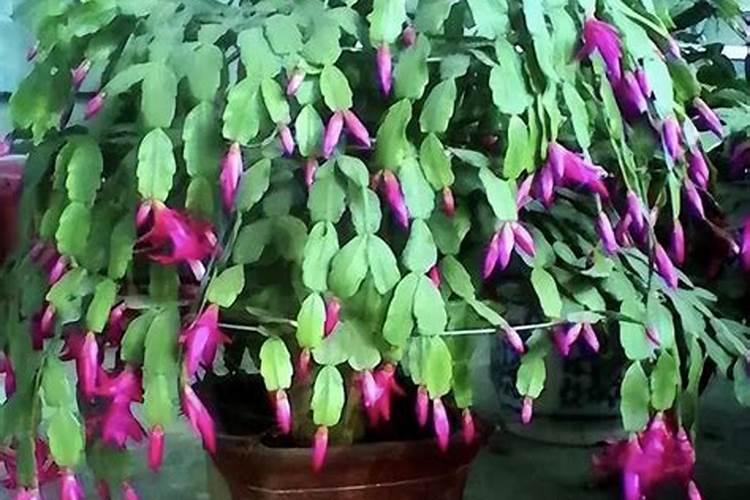 福生活力生根剂简介