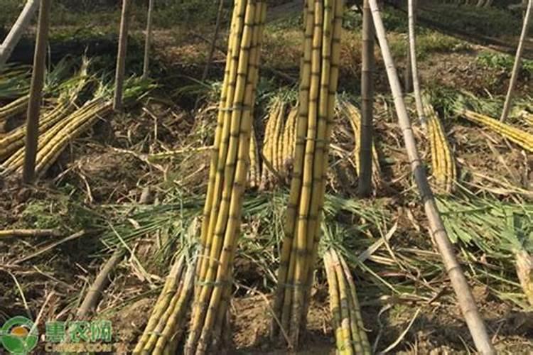 甘蔗怎样施肥才正确