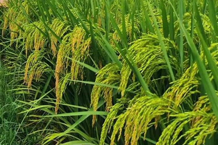 水稻叶面肥什么时候施最好水稻叶施肥注意事项