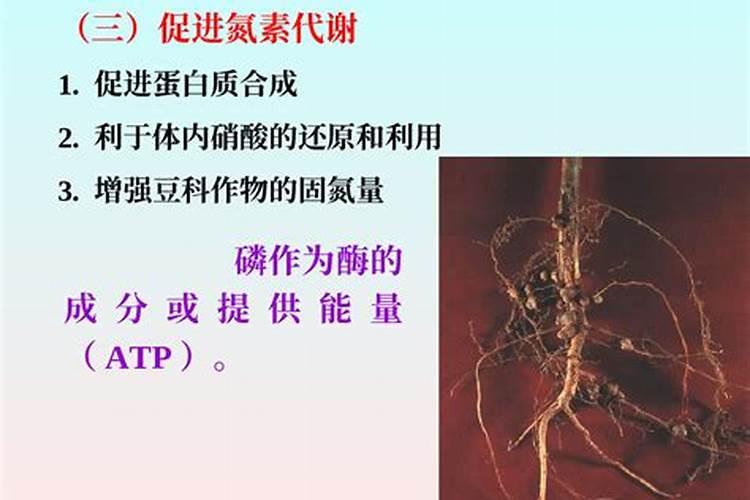 猕猴桃幼果膨大期氮磷钾怎么施肥更合理