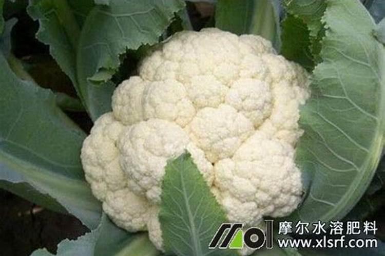 花菜施肥什么合适？花菜追肥用什么更高产