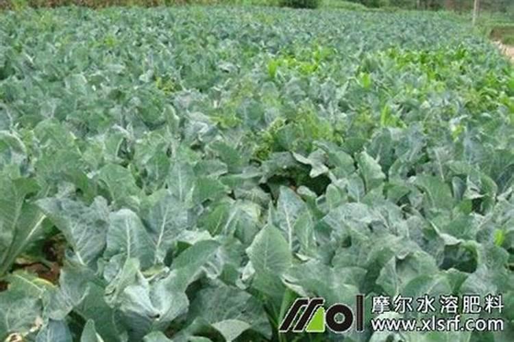 蔬菜水溶肥怎么用？需要注意哪些问题？