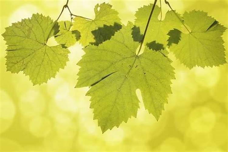 葡萄叶子发黄打什么药最好