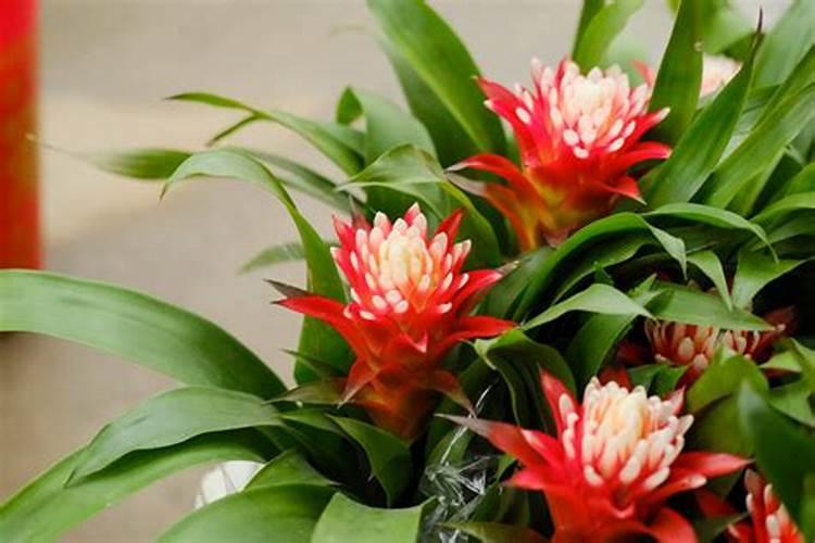 如何给凤梨施肥与浇水？