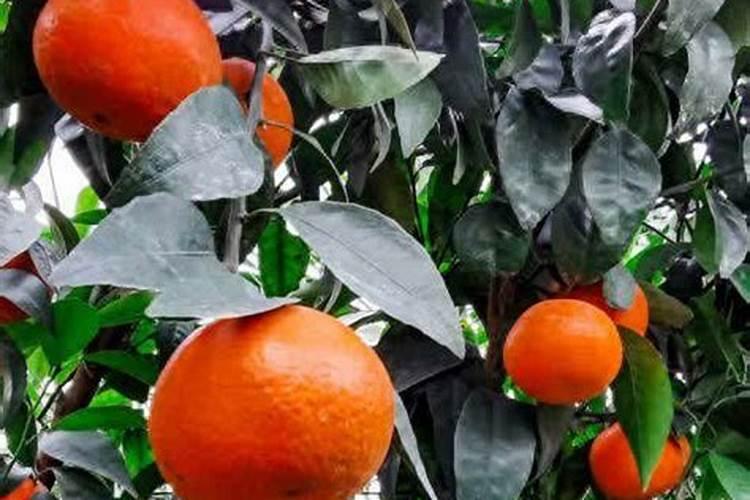 柑橘专用叶面肥哪个好？柑橘专用肥用什么好？柑橘肥料用“昆仑风”百度...