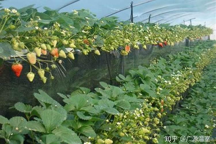 大棚草莓施肥方案,什么时候施肥
