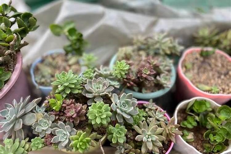 多肉植物施什么肥容易爆盆