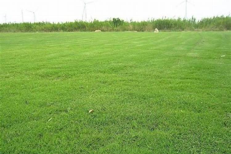 草坪复合肥施肥方法