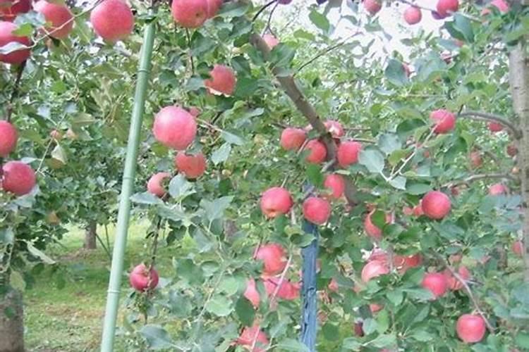 水溶肥果树灌根正确方法