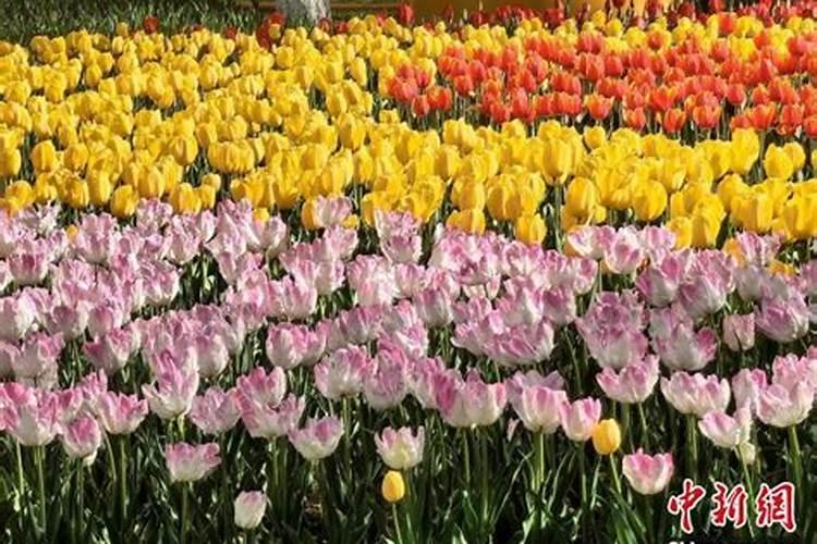 郁金香施肥用哪个肥料,郁金香什么时候施肥