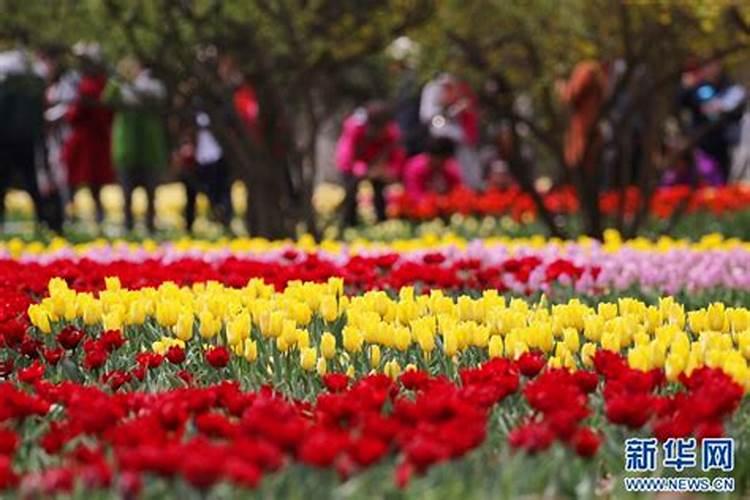 郁金香怎么养殖方法