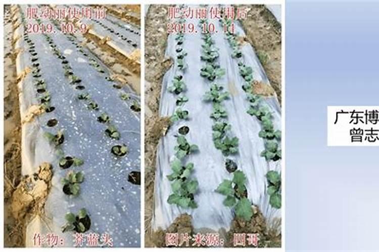 浇地的时候是冲肥好啊,还是撒肥好啊