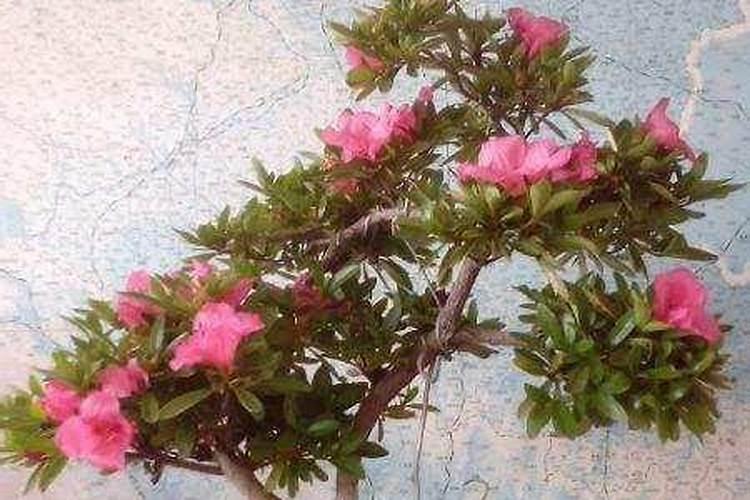 如何正确使用磷酸二氢钾养护杜鹃花