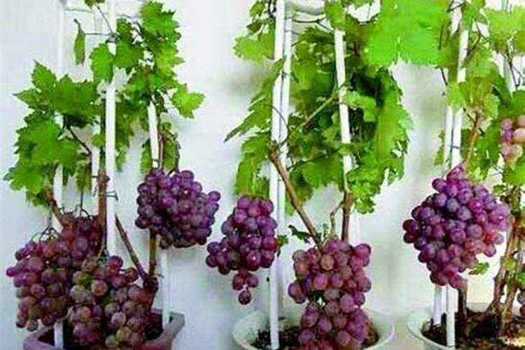 葡萄生根肥用什么好