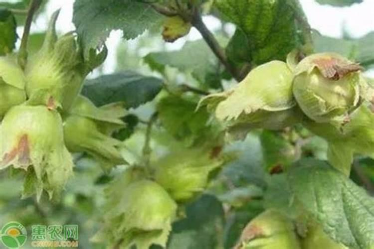 春季野生榛子施什么肥,什么时候施