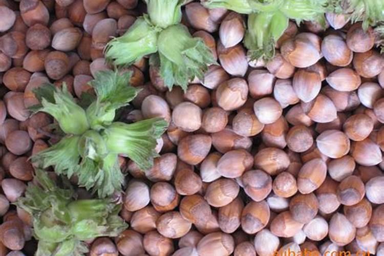 榛子施肥方法 如何给榛子施肥