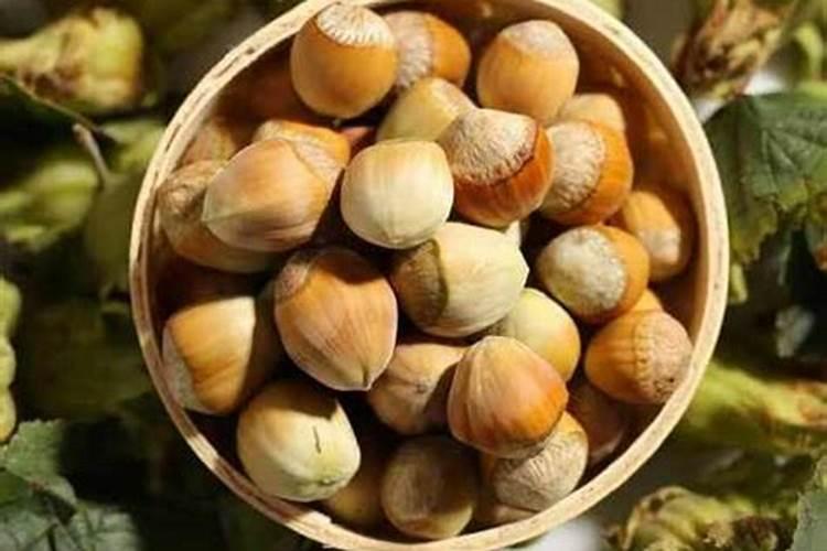 春季野生榛子施什么肥,什么时候施