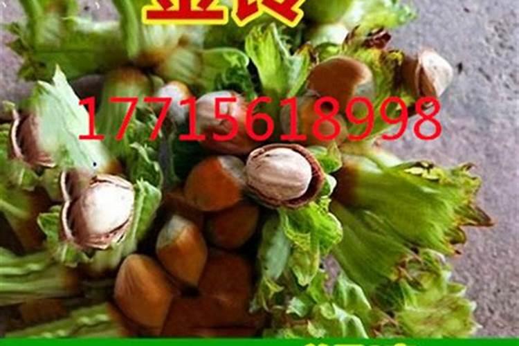 榛子施肥方法 如何给榛子施肥