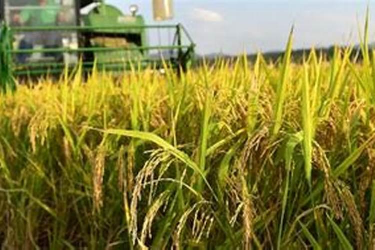 水稻什么时候施钾肥,钾肥对水稻的作用