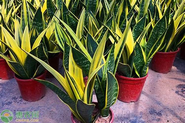 虎皮兰都上什么肥料