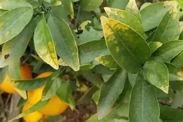 花黄用什么肥料