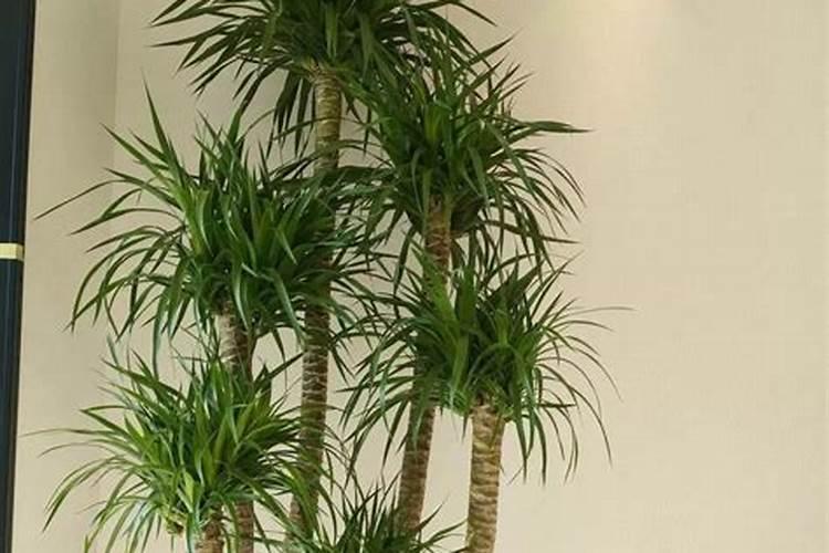 使叶子变绿的肥料、绿植需要的肥料有哪些