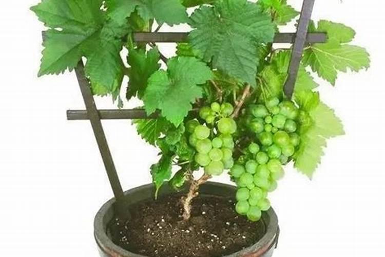 种香蕉都用什么肥料