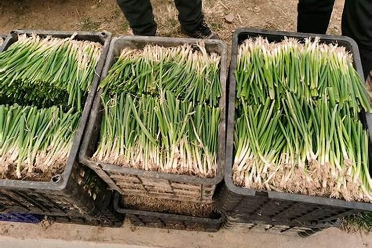 大葱怎么施肥料才能高产(大葱种植高产追肥技巧)