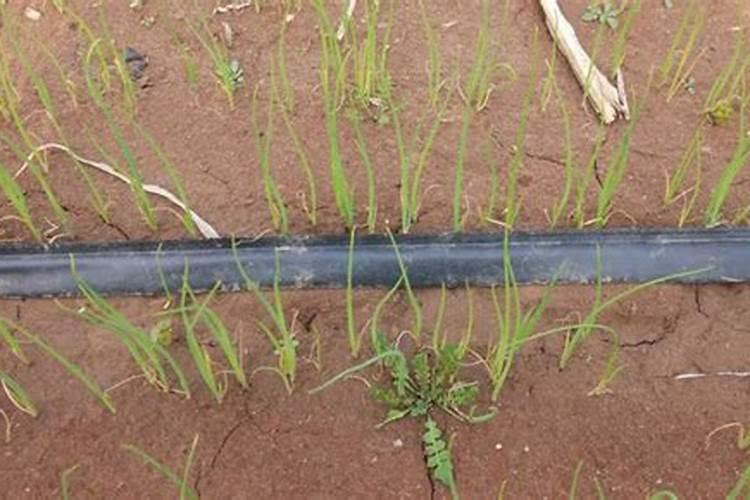 大葱种植高产施肥技巧 大葱种植高产施肥应该怎么做