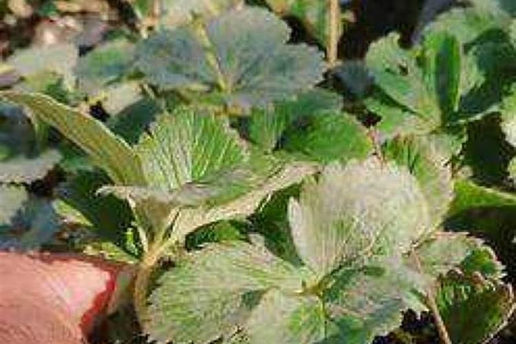 甜宝草莓花期是否可以冲施高磷肥？