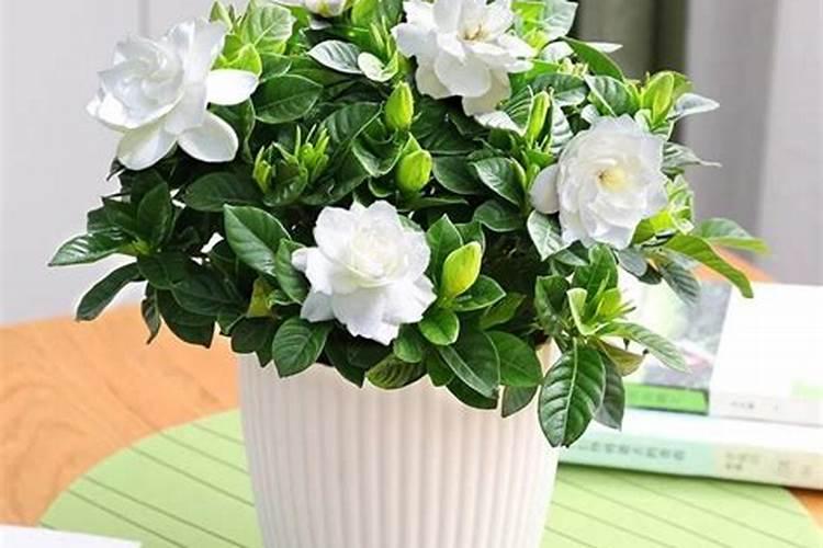 栀子花最好用的肥料是什么？