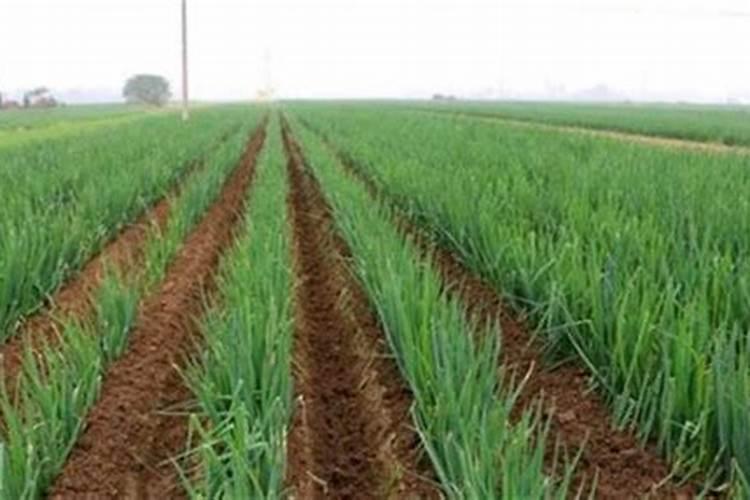 有机肥料优缺点