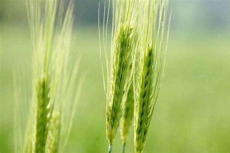 小麦抽穗期可以追肥吗