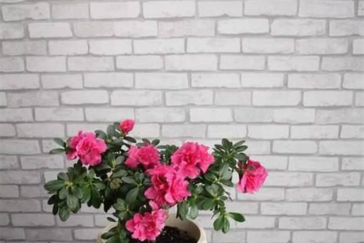 怎样养护夏季休眠的花卉:需停止施肥