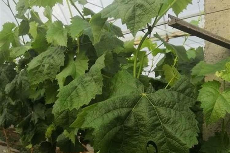 种植番茄需要用什么肥料？