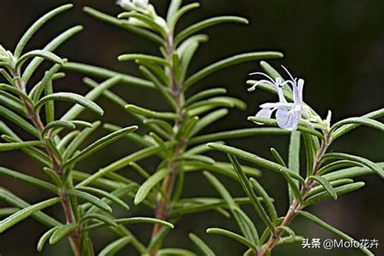 迷迭香叶片卷曲原因