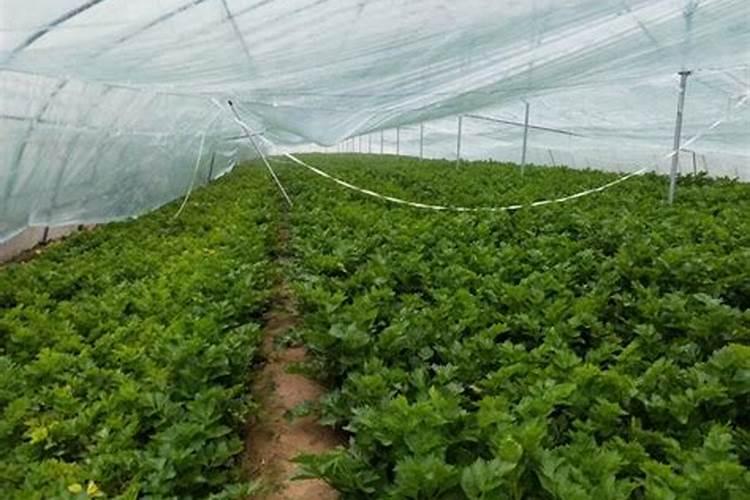 种芹菜怎么用肥才长得快 种芹菜如何用肥才长得快