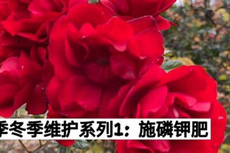 月季什么时候施肥