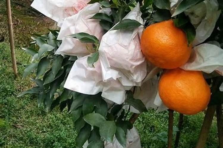 柿子黑顶打什么药