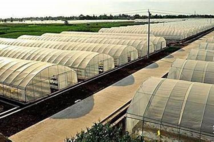 番茄提苗快要使用什么肥料见效快