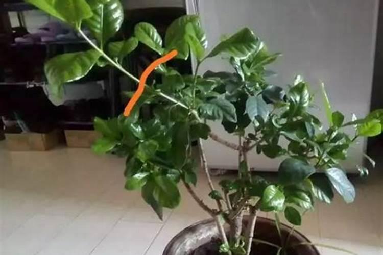 栀子花施什么肥好