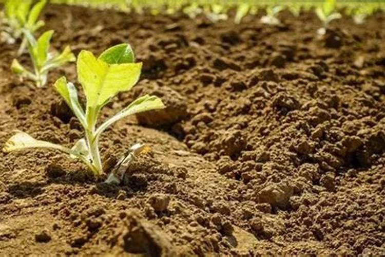 碧护叶面肥主要功效,冬天打叶面肥温度最低多少度