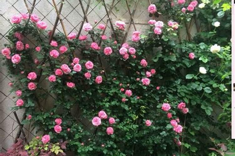 月季爬藤种植方法