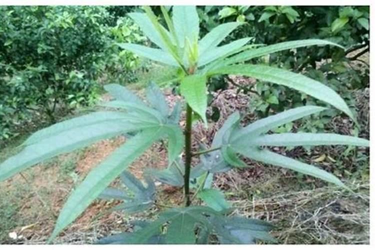 五指毛桃在种植上有什么方法呢