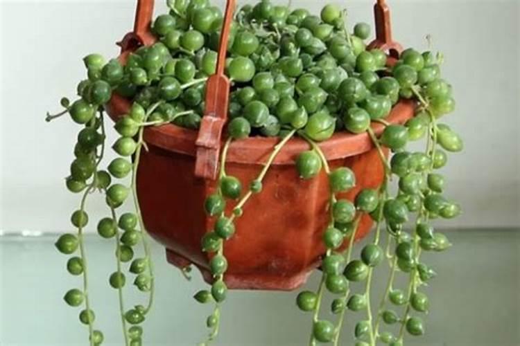情人泪珍珠吊兰的养殖方法和注意事项