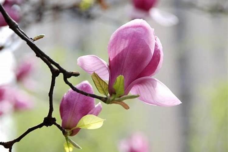 玉兰的养殖方法玉兰花什么时候开