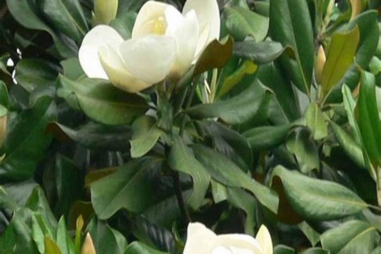 玉兰花什么时候施肥